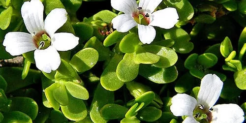 Bacopa-Monnieri Bacopa Monnieri