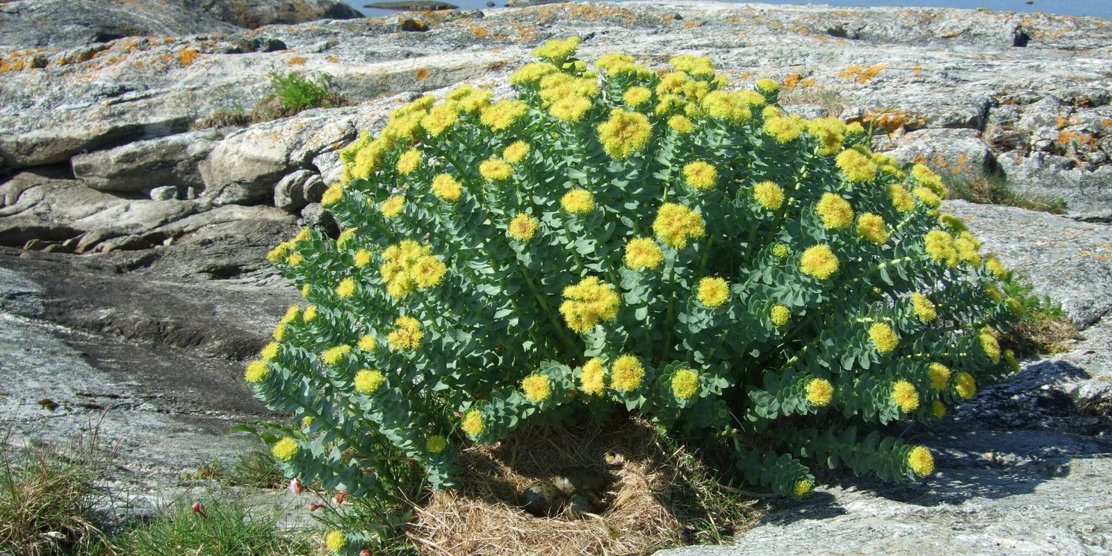 Rhodiola Rosea para seu bem-estar