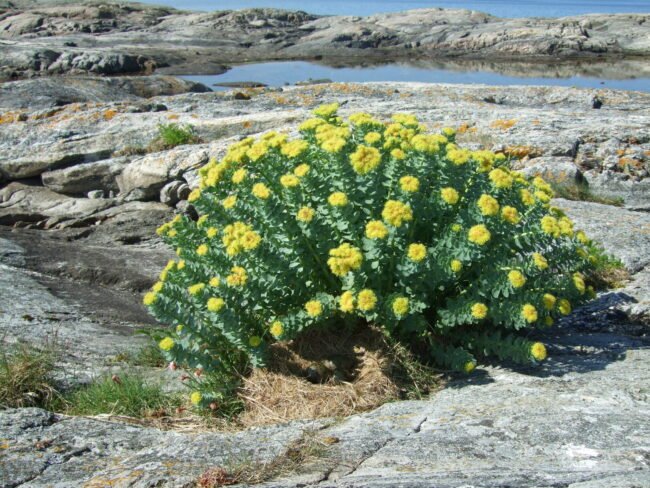 Rhodiola Rosea para seu bem-estar