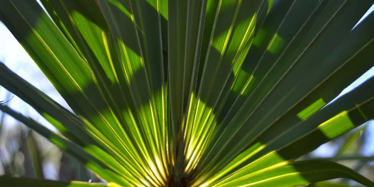 Saw Palmetto: para que serve e como usar