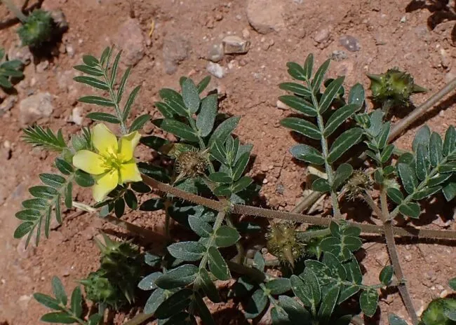 Tribulus terrestris (planta) Tribulus terrestris: planta rasteira com flor amarela e frutos espinhosos