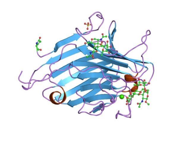 5-HTP: Para que Serve, Benefícios, Dosagem e Efeitos Colaterais (2026) – Dica Suplementos 5-HTP: Para que Serve, Benefícios, Dosagem e Efeitos Colaterais (2026) - imagem ilustrativa sobre benefícios, cuidados e suplementação