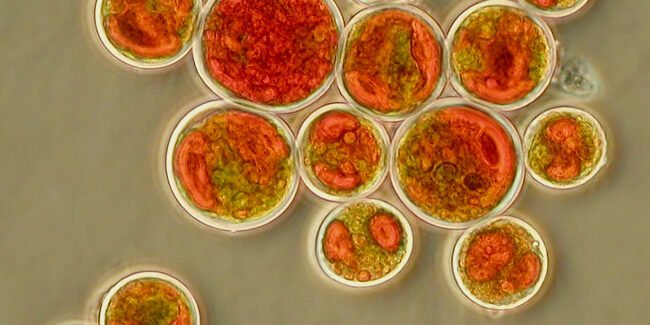 Astaxantina: O Antioxidante Mais Poderoso da Natureza — Guia Completo 2026 – Dica Suplementos Astaxantina: O Antioxidante Mais Poderoso da Natureza — Guia Completo 2026 - imagem ilustrativa sobre benefícios, cuidados e suplementação