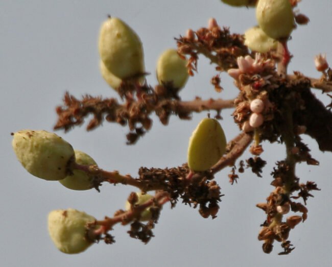 Boswellia Serrata: O Anti-inflamatório Natural Mais Potente de 2026 – Dica Suplementos Boswellia Serrata: O Anti-inflamatório Natural Mais Potente de 2026 - imagem ilustrativa sobre benefícios, cuidados e suplementação