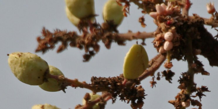 Boswellia Serrata: O Anti-inflamatório Natural Mais Potente de 2026 – Dica Suplementos Boswellia Serrata: O Anti-inflamatório Natural Mais Potente de 2026 - imagem ilustrativa sobre benefícios, cuidados e suplementação