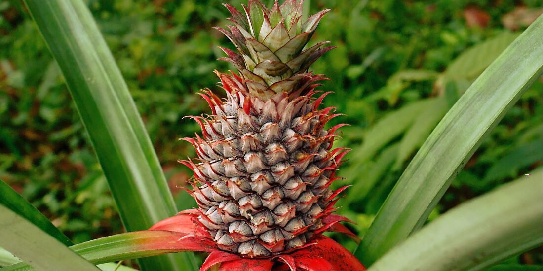 Bromelaína: Para que Serve, Benefícios e Como Tomar (Guia Completo 2025) – Dica Suplementos Bromelaína: Para que Serve, Benefícios e Como Tomar (Guia Completo 2025) - imagem ilustrativa sobre benefícios, cuidados e suplementação
