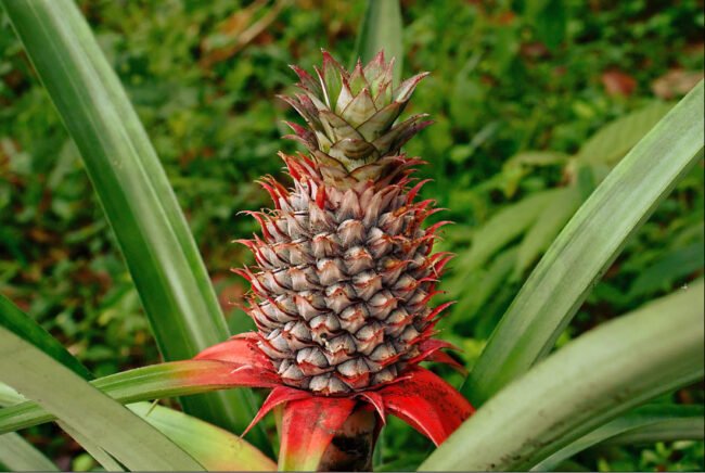 Bromelaína: Para que Serve, Benefícios e Como Tomar (Guia Completo 2025) – Dica Suplementos Bromelaína: Para que Serve, Benefícios e Como Tomar (Guia Completo 2025) - imagem ilustrativa sobre benefícios, cuidados e suplementação