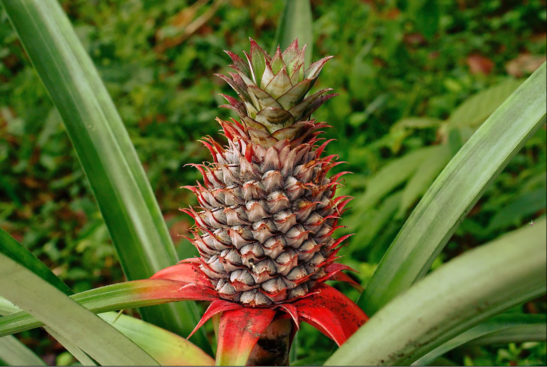 Bromelaína: Para que Serve, Benefícios e Como Tomar (Guia Completo 2025) - imagem ilustrativa sobre benefícios, cuidados e suplementação