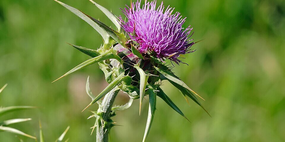 cardo-mariano-beneficios-como-tomar-featured