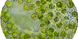 Clorela: O Superalimento Verde que Desintoxica o Corpo Naturalmente - imagem ilustrativa sobre benefícios, cuidados e suplementação