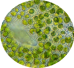 Clorela: O Superalimento Verde que Desintoxica o Corpo Naturalmente – Dica Suplementos Clorela: O Superalimento Verde que Desintoxica o Corpo Naturalmente - imagem ilustrativa sobre benefícios, cuidados e suplementação
