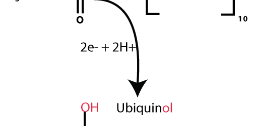 Coenzima Q10: Energia Celular e Antienvelhecimento (2026) – Dica Suplementos Coenzima Q10: Energia Celular, Benefícios e Como Tomar - imagem ilustrativa sobre benefícios, cuidados e suplementação