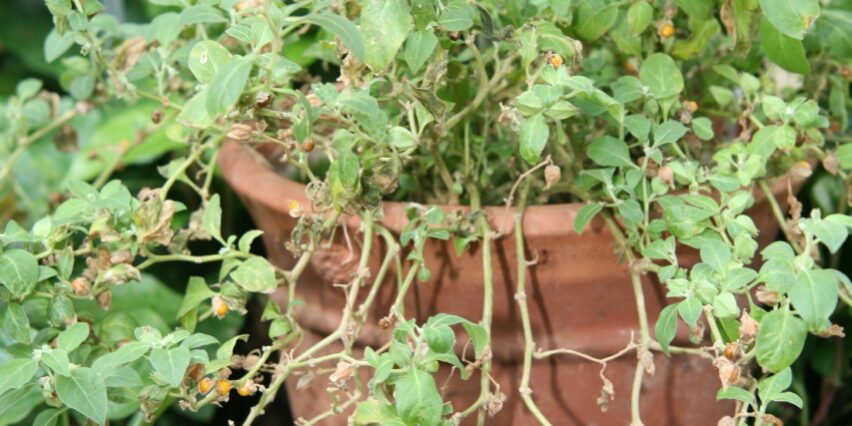 Combo Anti-Estresse Natural: Ashwagandha + Magnésio + L-Teanina — Funciona? - imagem ilustrativa sobre benefícios, cuidados e suplementação