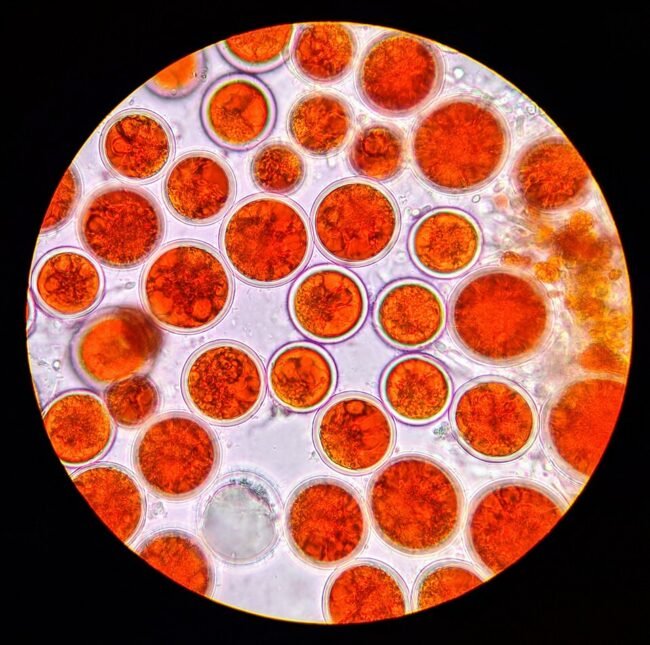 combo-colageno-astaxantina-vitamina-e-beleza-featured