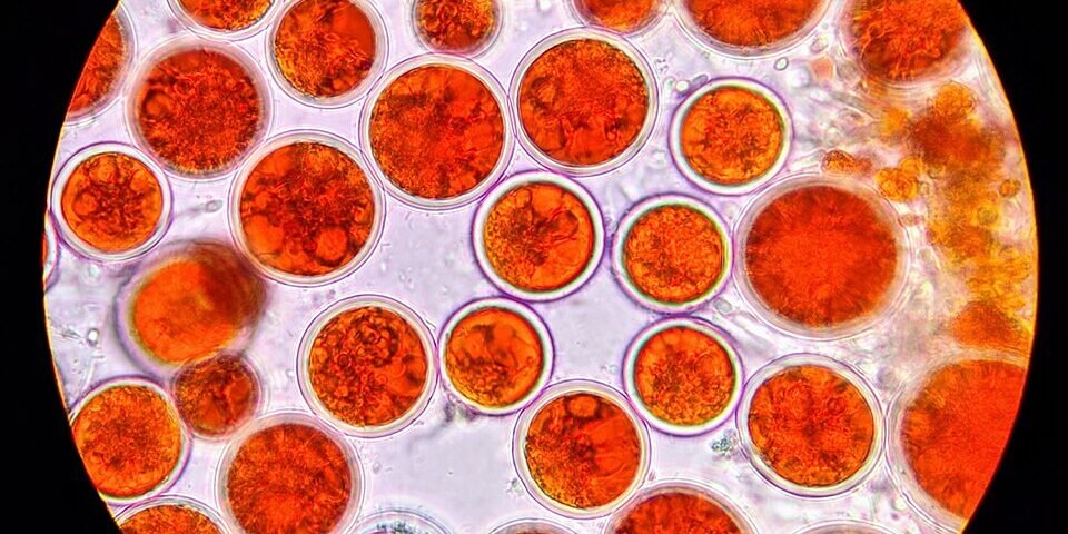 combo-colageno-astaxantina-vitamina-e-beleza-featured