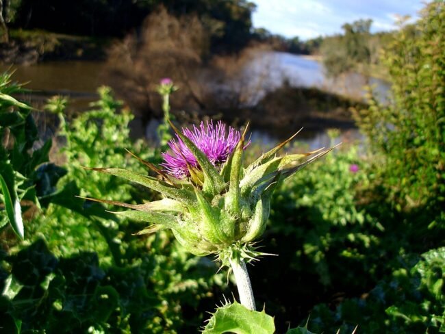 Combo Detox Hepático — Cardo Mariano Combo Detox Hepático — Cardo Mariano