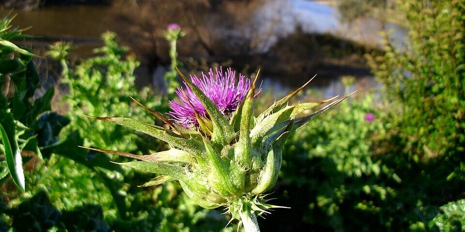 Combo Detox Hepático — Cardo Mariano Combo Detox Hepático — Cardo Mariano