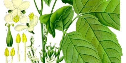 Combo Energia Natural: Guaraná, Cafeína e B12 em 2026 – Dica Suplementos Combo Energia Natural: Guaraná, Cafeína e B12 em 2026 - imagem ilustrativa sobre benefícios, cuidados e suplementação