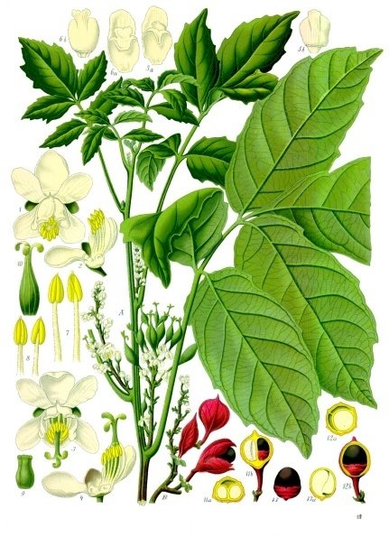 Combo Energia Natural: Guaraná, Cafeína e B12 em 2026 – Dica Suplementos Combo Energia Natural: Guaraná, Cafeína e B12 em 2026 - imagem ilustrativa sobre benefícios, cuidados e suplementação