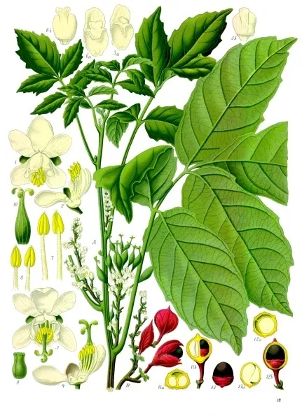 Combo Energia Natural: Guaraná, Cafeína e B12 em 2026 – Dica Suplementos Combo Energia Natural: Guaraná, Cafeína e B12 em 2026 - imagem ilustrativa sobre benefícios, cuidados e suplementação