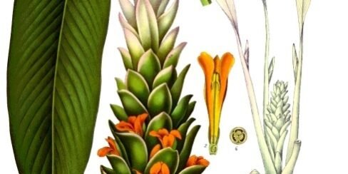 Cúrcuma: O Anti-inflamatório Natural Mais Poderoso do Planeta (2026) – Dica Suplementos Cúrcuma: O Anti-inflamatório Natural Mais Poderoso do Planeta (2026) - imagem ilustrativa sobre benefícios, cuidados e suplementação