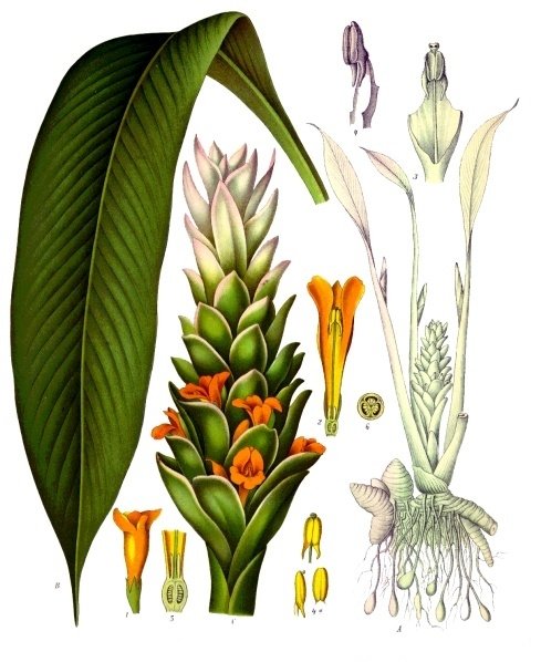 Cúrcuma: O Anti-inflamatório Natural Mais Poderoso do Planeta (2026) – Dica Suplementos Cúrcuma: O Anti-inflamatório Natural Mais Poderoso do Planeta (2026) - imagem ilustrativa sobre benefícios, cuidados e suplementação