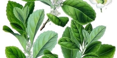 Erva-Mate: Energia Natural e Benefícios em 2026 - imagem ilustrativa sobre benefícios, cuidados e suplementação