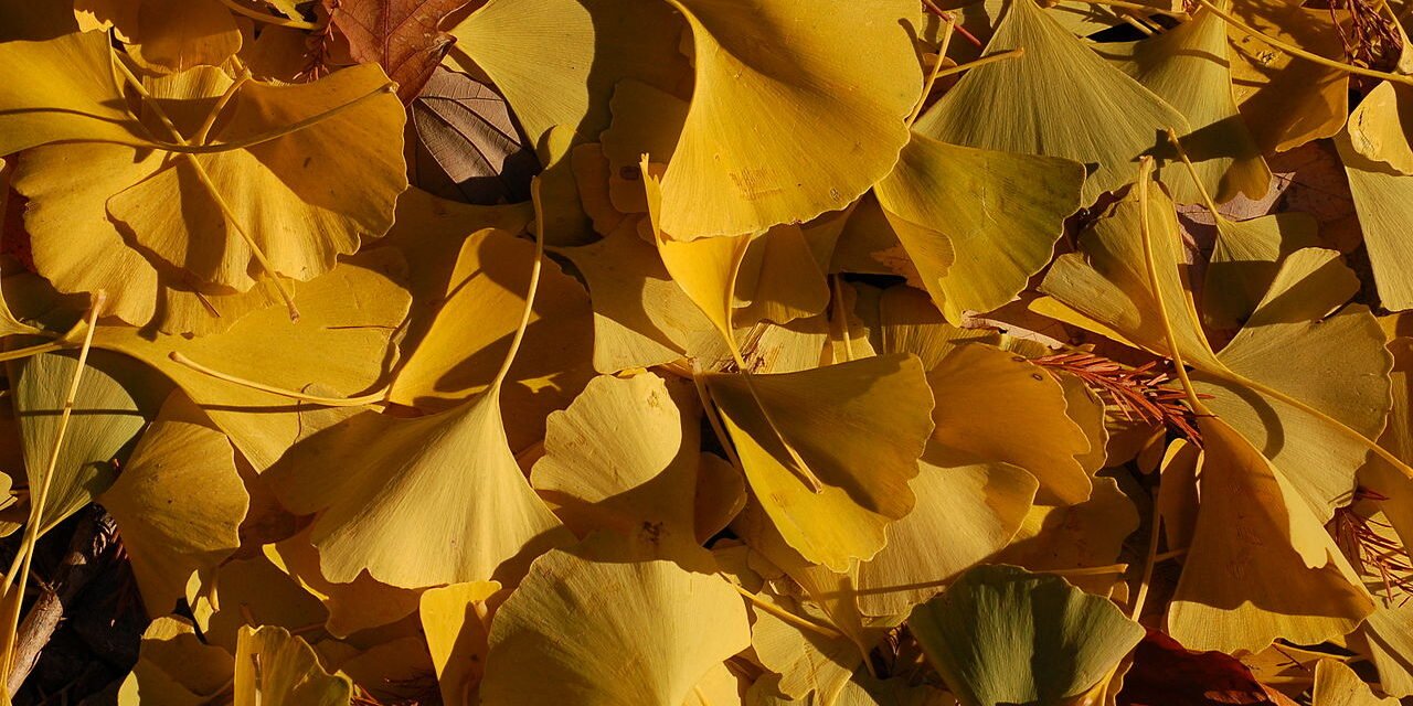 Ginkgo Biloba: O Suplemento da Memória que Todo Brasileiro Deveria Conhecer – Dica Suplementos Ginkgo Biloba: O Suplemento da Memória que Todo Brasileiro Deveria Conhecer - imagem ilustrativa sobre benefícios, cuidados e suplementação