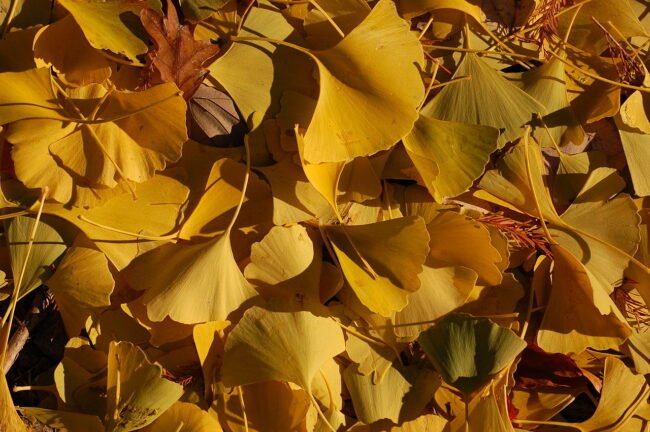 Ginkgo Biloba: O Suplemento da Memória que Todo Brasileiro Deveria Conhecer – Dica Suplementos Ginkgo Biloba: O Suplemento da Memória que Todo Brasileiro Deveria Conhecer - imagem ilustrativa sobre benefícios, cuidados e suplementação
