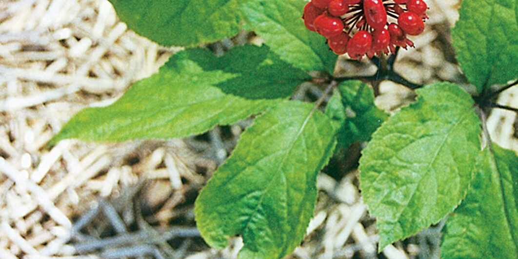 Ginseng Coreano (Panax): O Adaptógeno da Energia e da Vitalidade para Homens e Mulheres – Dica Suplementos Ginseng Coreano (Panax): O Adaptógeno da Energia e da Vitalidade para Homens e Mulheres - imagem ilustrativa sobre benefícios, cuidados e suplementação