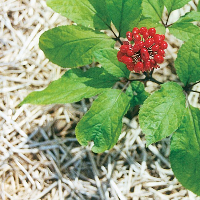 Ginseng Coreano (Panax): O Adaptógeno da Energia e da Vitalidade para Homens e Mulheres – Dica Suplementos Ginseng Coreano (Panax): O Adaptógeno da Energia e da Vitalidade para Homens e Mulheres - imagem ilustrativa sobre benefícios, cuidados e suplementação