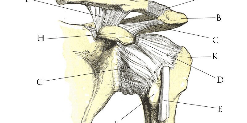 Glucosamina para Articulações: Funciona? O que a Ciência Diz - imagem ilustrativa sobre benefícios, cuidados e suplementação