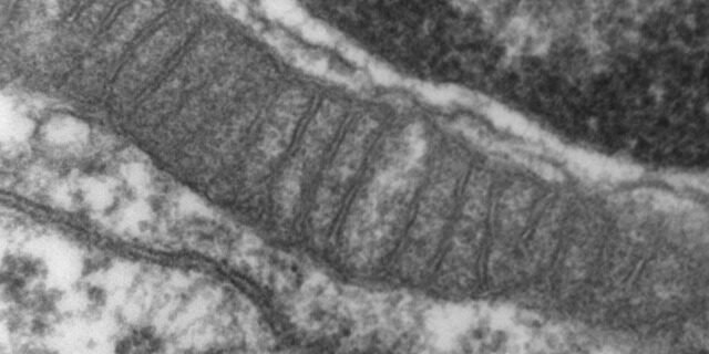 PQQ Pirroloquinolina Quinona — Energia Celular PQQ Pirroloquinolina Quinona — Energia Celular