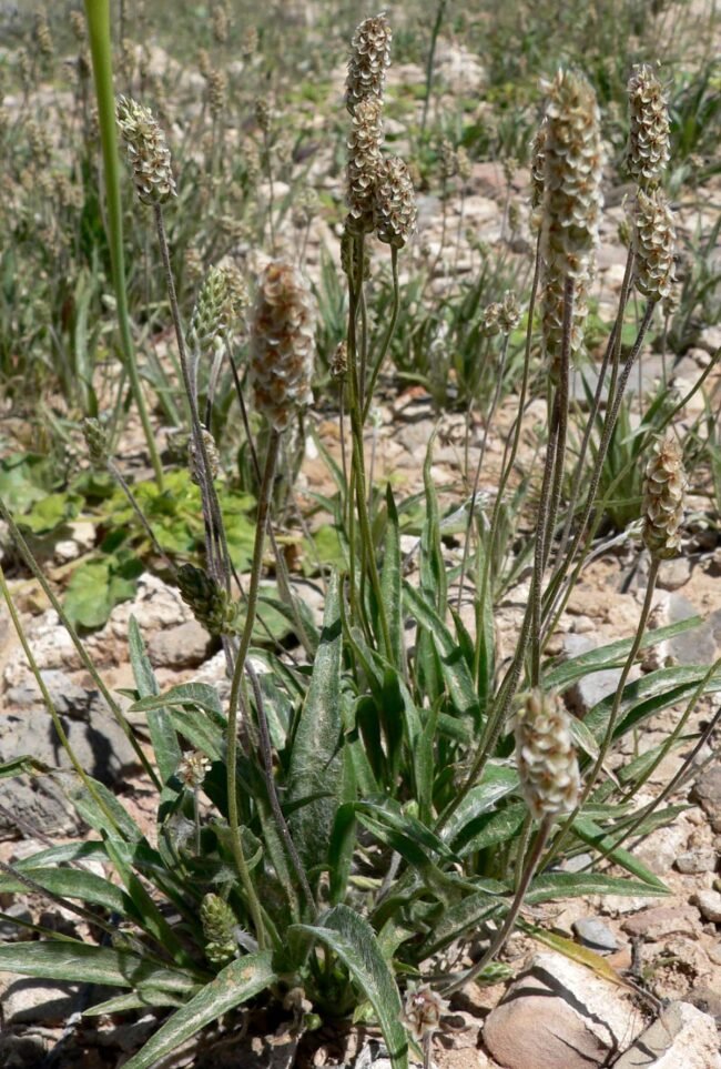 Psyllium: A Fibra que Sacia, Emagrece e Regula o Intestino (2026) – Dica Suplementos Psyllium: A Fibra que Sacia, Emagrece e Regula o Intestino (2026) - imagem ilustrativa sobre benefícios, cuidados e suplementação