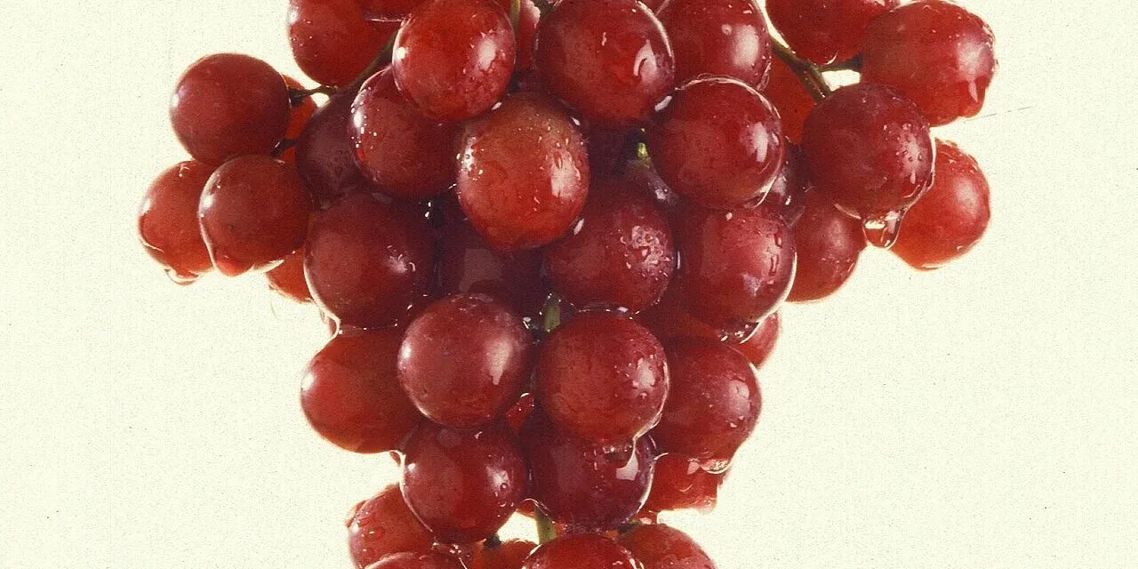 Resveratrol: Benefícios, Para que Serve e Como Tomar (Guia 2025) – Dica Suplementos Resveratrol: Benefícios, Para que Serve e Como Tomar (Guia 2025) - imagem ilustrativa sobre benefícios, cuidados e suplementação