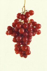 Resveratrol: Benefícios, Para que Serve e Como Tomar (Guia 2025) - imagem ilustrativa sobre benefícios, cuidados e suplementação