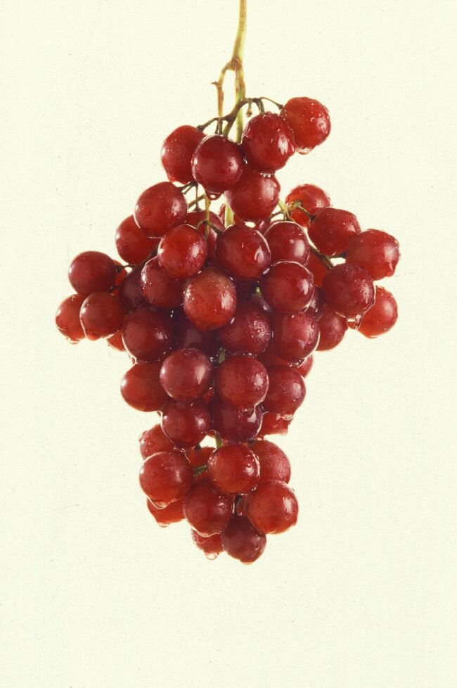 Resveratrol: Benefícios, Para que Serve e Como Tomar (Guia 2025) – Dica Suplementos Resveratrol: Benefícios, Para que Serve e Como Tomar (Guia 2025) - imagem ilustrativa sobre benefícios, cuidados e suplementação