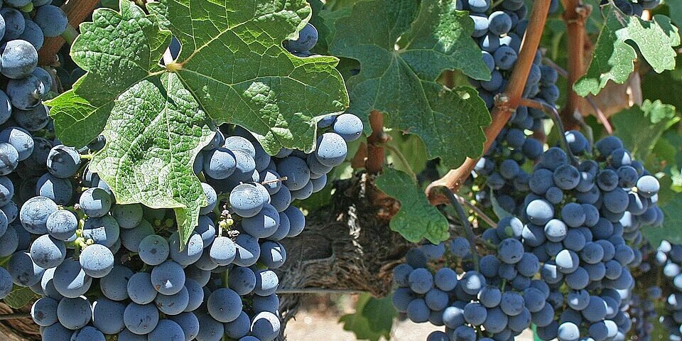 resveratrol-featured