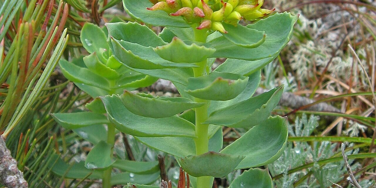 Rhodiola Rosea: O Adaptógeno Anti-Fadiga dos Vikings — Funciona? - imagem ilustrativa sobre benefícios, cuidados e suplementação