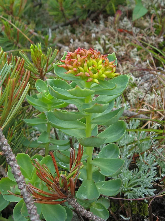 Rhodiola Rosea: O Adaptógeno Anti-Fadiga dos Vikings — Funciona? – Dica Suplementos Rhodiola Rosea: O Adaptógeno Anti-Fadiga dos Vikings — Funciona? - imagem ilustrativa sobre benefícios, cuidados e suplementação