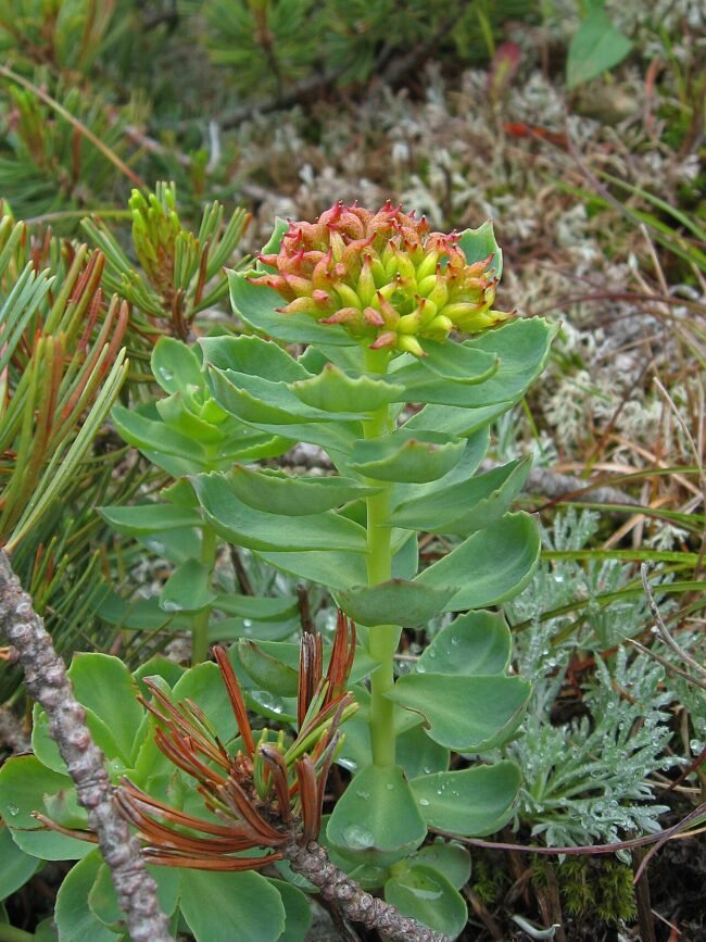 Rhodiola Rosea: O Adaptógeno que Combate Estresse e Fadiga (2026) – Dica Suplementos Rhodiola Rosea: O Adaptógeno que Combate Estresse e Fadiga (2026) - imagem ilustrativa sobre benefícios, cuidados e suplementação