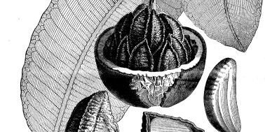 Selênio: O Mineral Essencial para Tireoide e Imunidade (2026) - imagem ilustrativa sobre benefícios, cuidados e suplementação