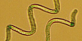 Spirulina: O Superalimento da NASA que Você Precisa Conhecer (2026) - imagem ilustrativa sobre benefícios, cuidados e suplementação