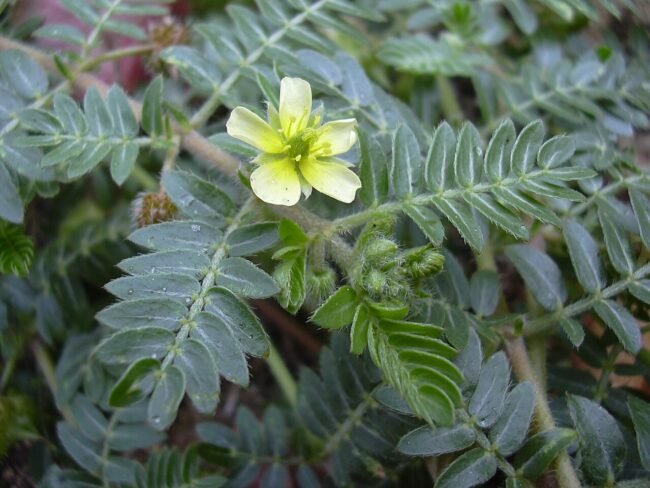 Tribulus Terrestris para Homens: Guia Definitivo de Uso (2026) – Dica Suplementos Tribulus Terrestris para Homens: Guia Definitivo de Uso (2026) - imagem ilustrativa sobre benefícios, cuidados e suplementação