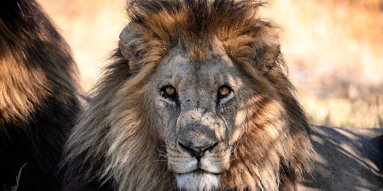 Lion’s Mane (Juba de Leão): O Que Diz a Ciência em 2026 Lion’s Mane (Juba de Leão): O Que Diz a Ciência em 2026