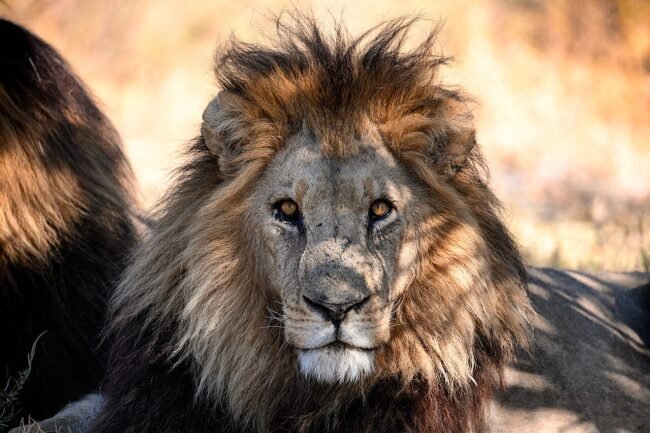 Lion’s Mane (Juba de Leão): O Que Diz a Ciência em 2026