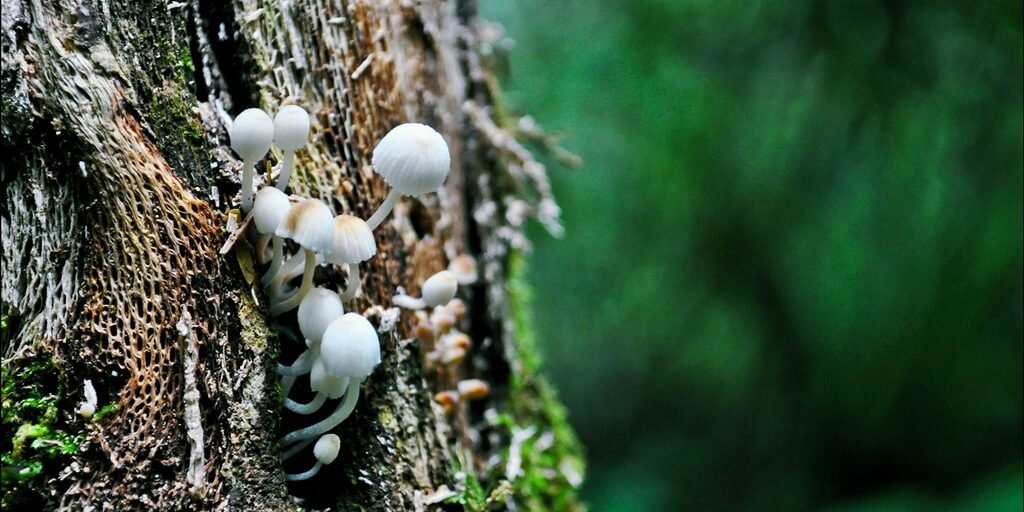 Cogumelos Medicinais: Reishi vs Cordyceps vs Leão-da-Juba