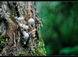 Cogumelos Medicinais: Reishi vs Cordyceps vs Leão-da-Juba