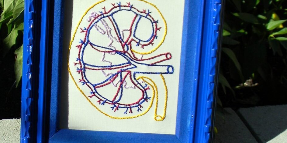 Suplementos e Saúde Renal: Guia Educativo Completo em 2026 Suplementos e Saúde Renal: Guia Educativo Completo em 2026