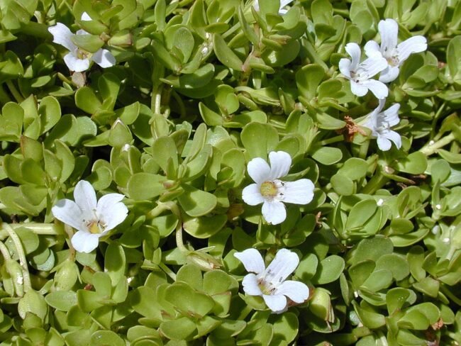 bacopa-monnieri-guia-completo-featured Bacopa monnieri guia completo featured